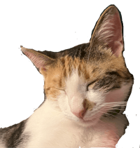 a calico cat with its eyes closed on a black background