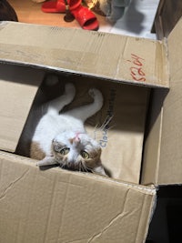 a cat is sitting inside a cardboard box