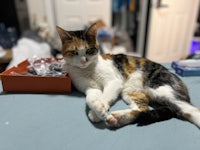 a calico cat laying on top of a box