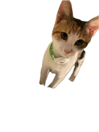 a cat with a green collar looking up at the camera