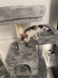 a cat is laying on top of a scratching post